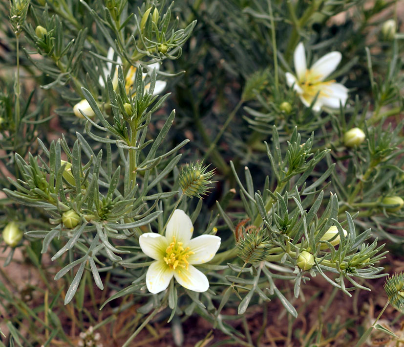 Image of Peganum harmala specimen.