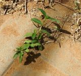 Commelina erecta