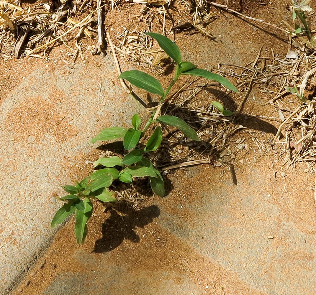 Image of Commelina erecta specimen.