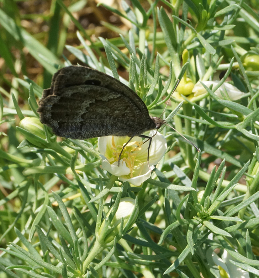 Image of Peganum harmala specimen.