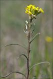 Erysimum canescens