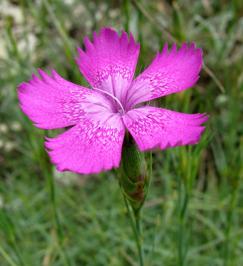 Image of Dianthus acantholimonoides specimen.
