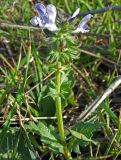 Image of taxon representative. Author is Наталия Панкова