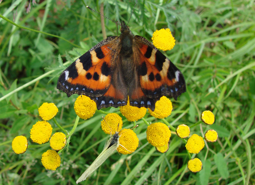 Image of Tanacetum boreale specimen.