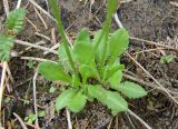 Primula serrata. Прикорневые листья. Якутия (Саха), Алданский р-н, окр. пос. Тобук, пойма р. Алдан. 16.06.2012.