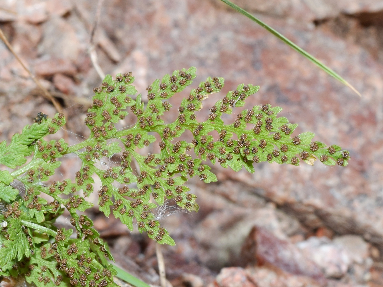 Image of Cystopteris fragilis specimen.