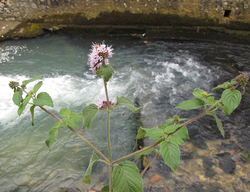 Image of Mentha aquatica specimen.