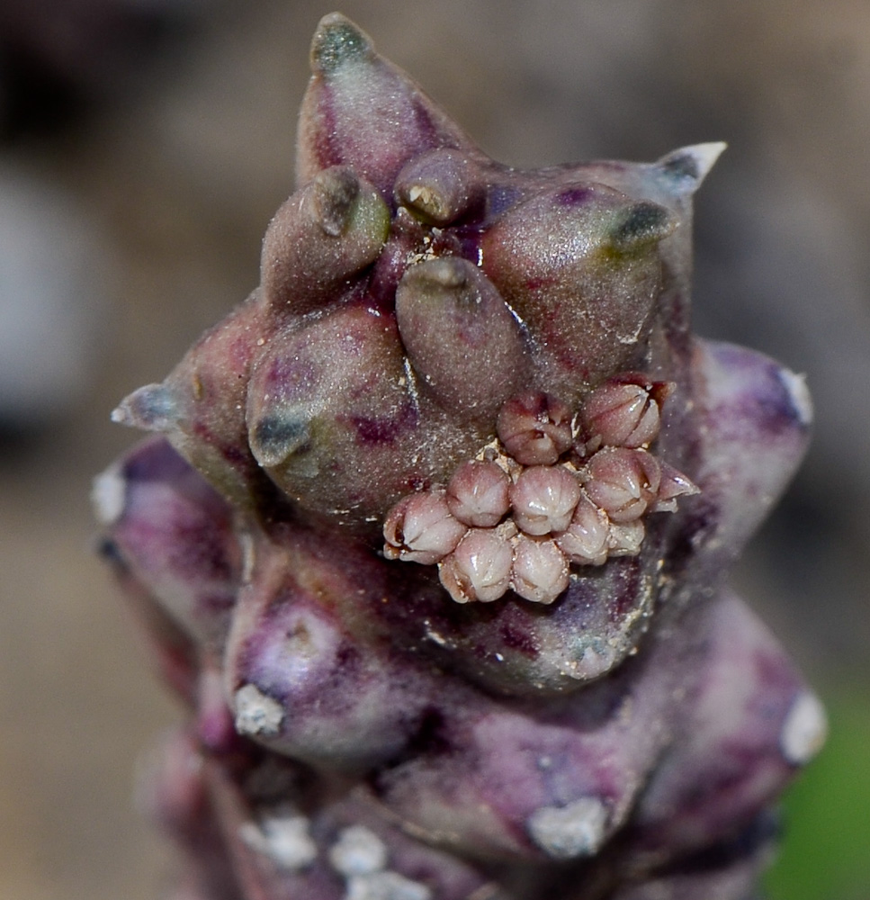 Изображение особи Caralluma europaea.