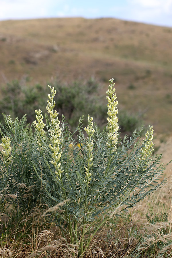 Изображение особи Pseudosophora alopecuroides.