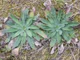 Echium vulgare. Молодые растения. Беларусь, г. Минск, парк Грековой, пустырь недалеко от р. Свислочь. 08.04.2016.