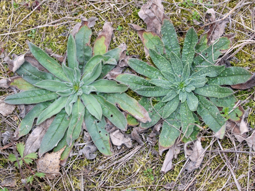 Image of Echium vulgare specimen.