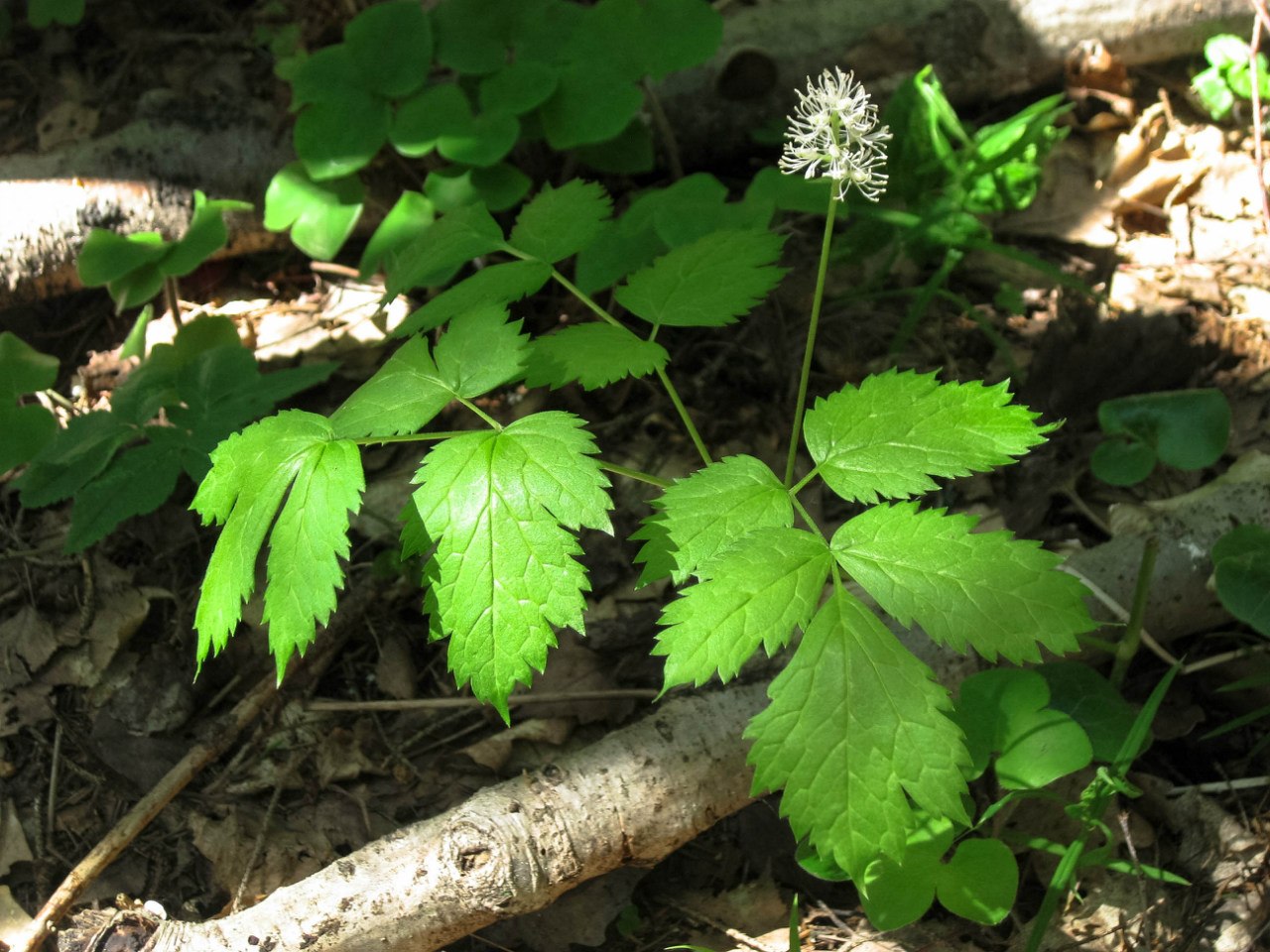 Image of Actaea spicata specimen.