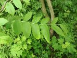 Juglans mandshurica. Лист. Москва, Кусково, лесопарк. 27.05.2015.