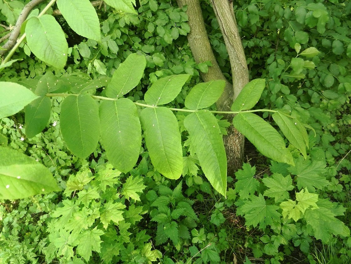 Image of Juglans mandshurica specimen.