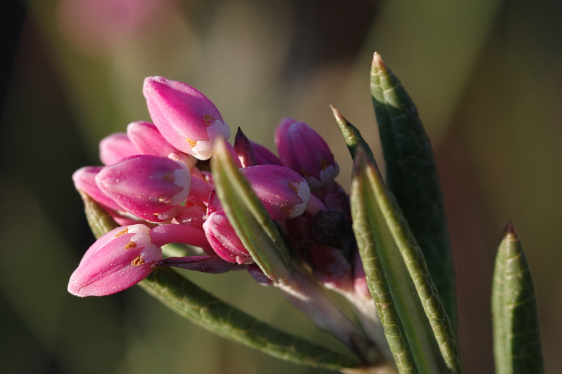 Изображение особи Andromeda polifolia.