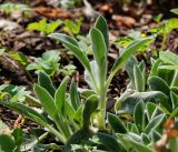 Stachys byzantina