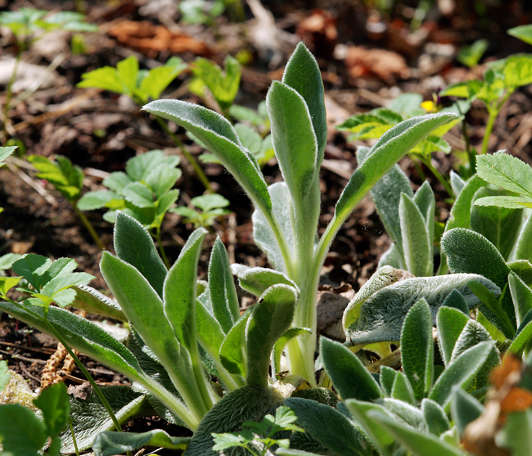 Изображение особи Stachys byzantina.