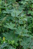 Aconitum septentrionale