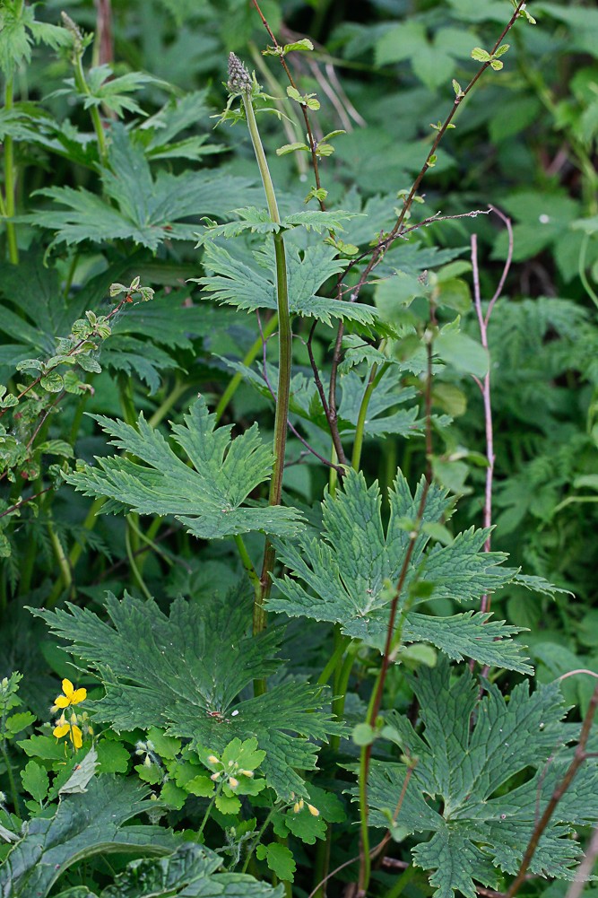 Изображение особи Aconitum septentrionale.