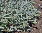 Antennaria dioica
