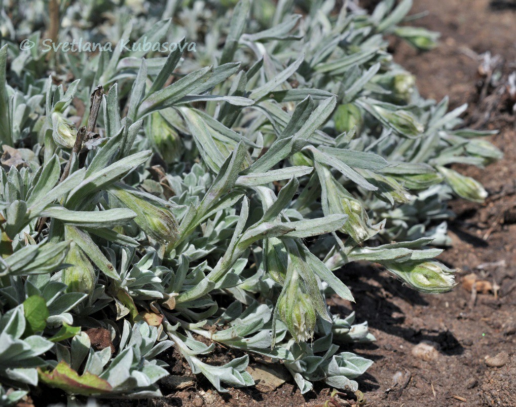 Изображение особи Antennaria dioica.