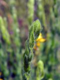 Genista germanica. Листья. Украина, Житомирская обл., Новоград-Волынский р-н, поляна среди молодых деревьев. 03.06.2016.