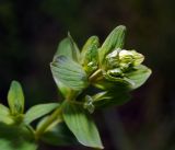 Hypericum maculatum. Вершина побега с формирующимся соцветием и молодыми листьями. Московская обл., Раменский р-н, окр. ж.-д. платформы Хрипань, просека под ЛЭП. 08.06.2016.