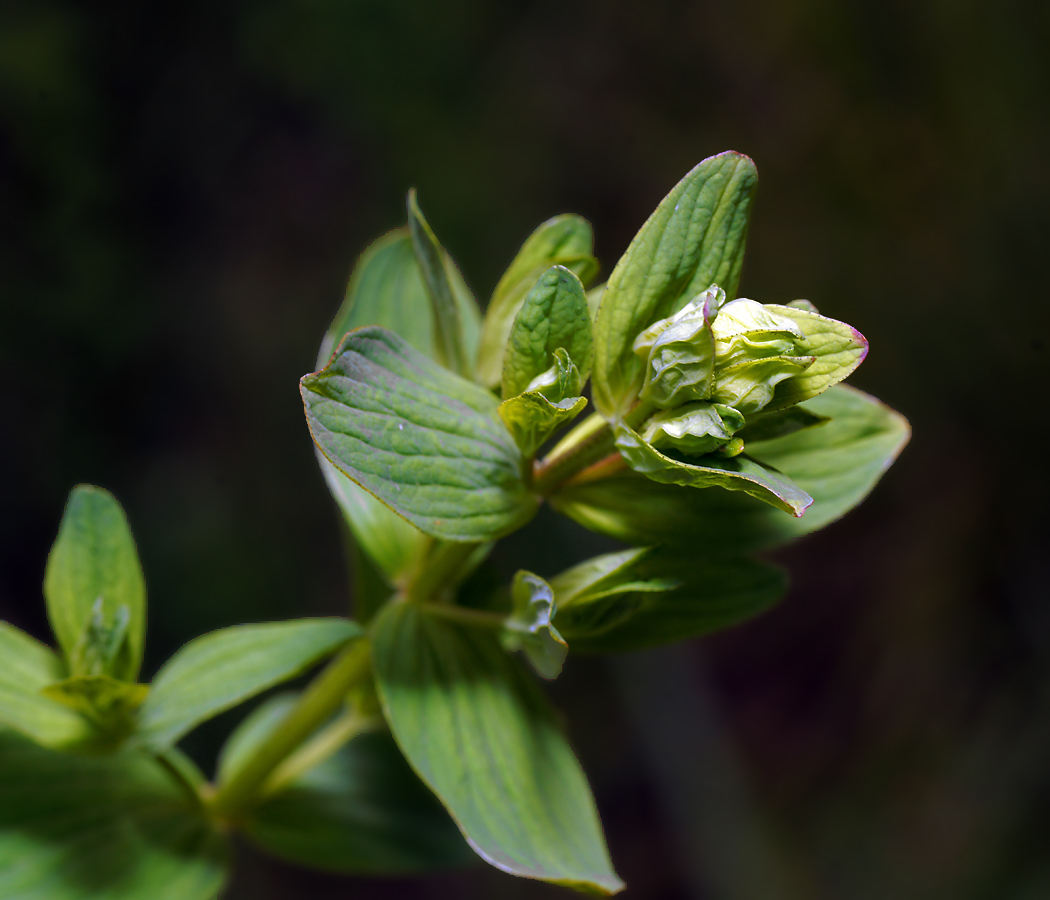 Image of Hypericum maculatum specimen.
