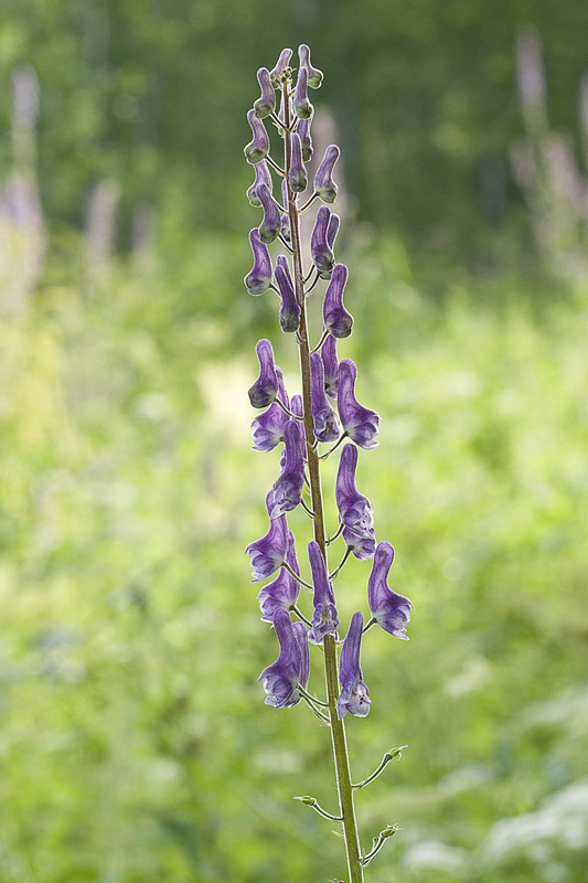 Image of Aconitum septentrionale specimen.
