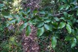 Ostrya carpinifolia