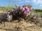 Oxytropis aciphylla