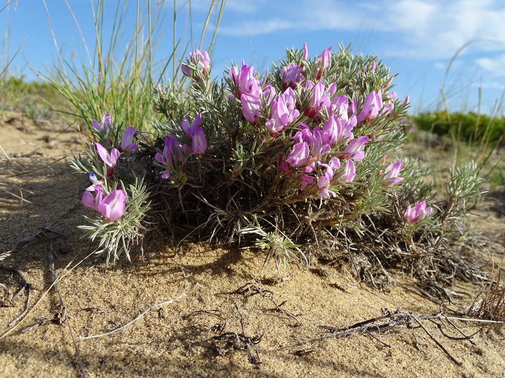 Image of Oxytropis aciphylla specimen.