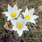Pulsatilla patens