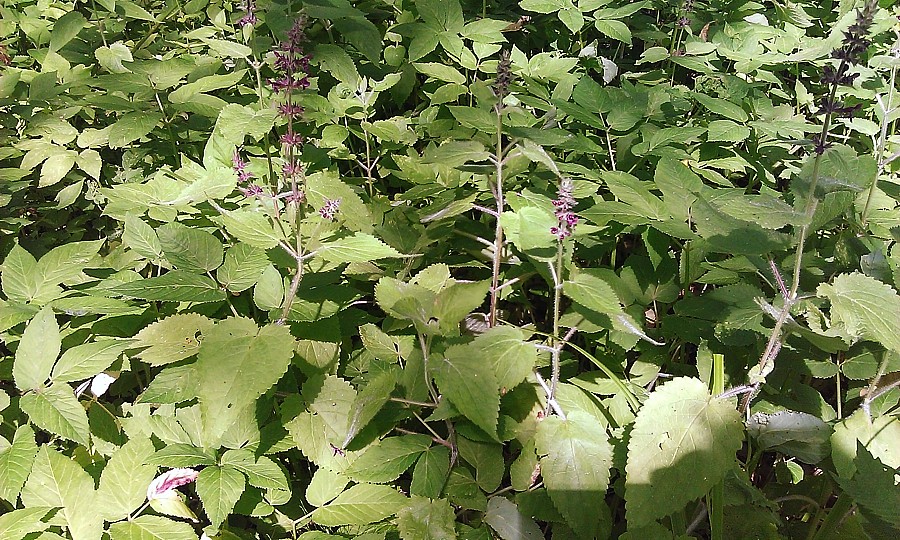 Изображение особи Stachys sylvatica.