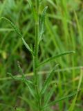 Achillea alpina