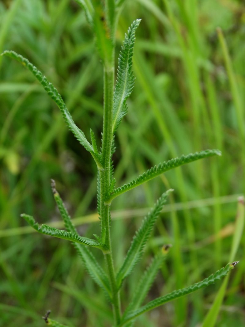 Image of Achillea alpina specimen.