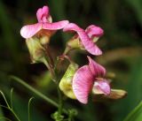 Lathyrus sylvestris
