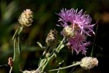 Centaurea stoebe