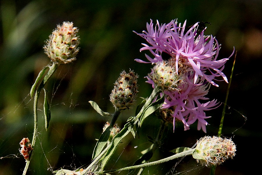 Изображение особи Centaurea stoebe.