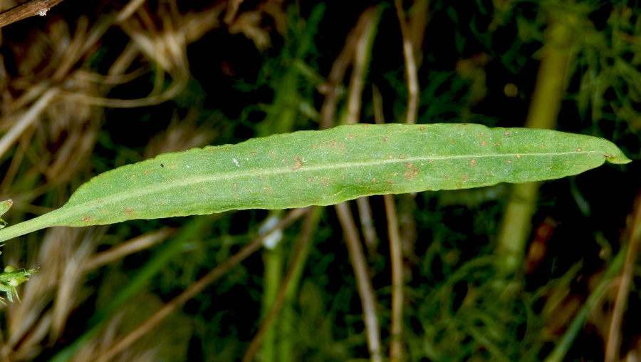 Изображение особи Rumex halacsyi.