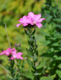 Linum hypericifolium