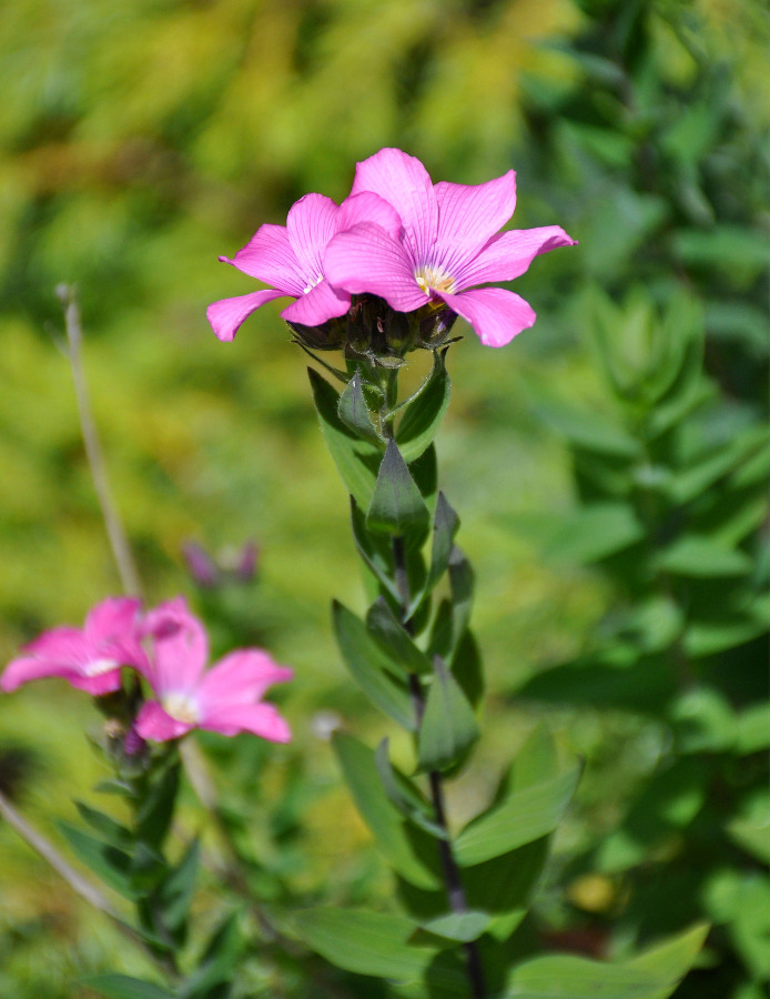 Изображение особи Linum hypericifolium.