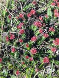 Rhodiola coccinea. Цветущее растение. Казахстан, Заилийский Алатау, Большое Алматинское ущелье, 2500-3300 м н.у.м. Июнь 2009 г.