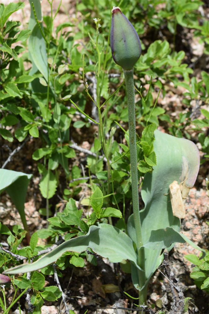 Image of Tulipa butkovii specimen.