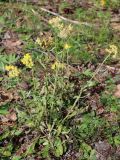 Helichrysum arenarium