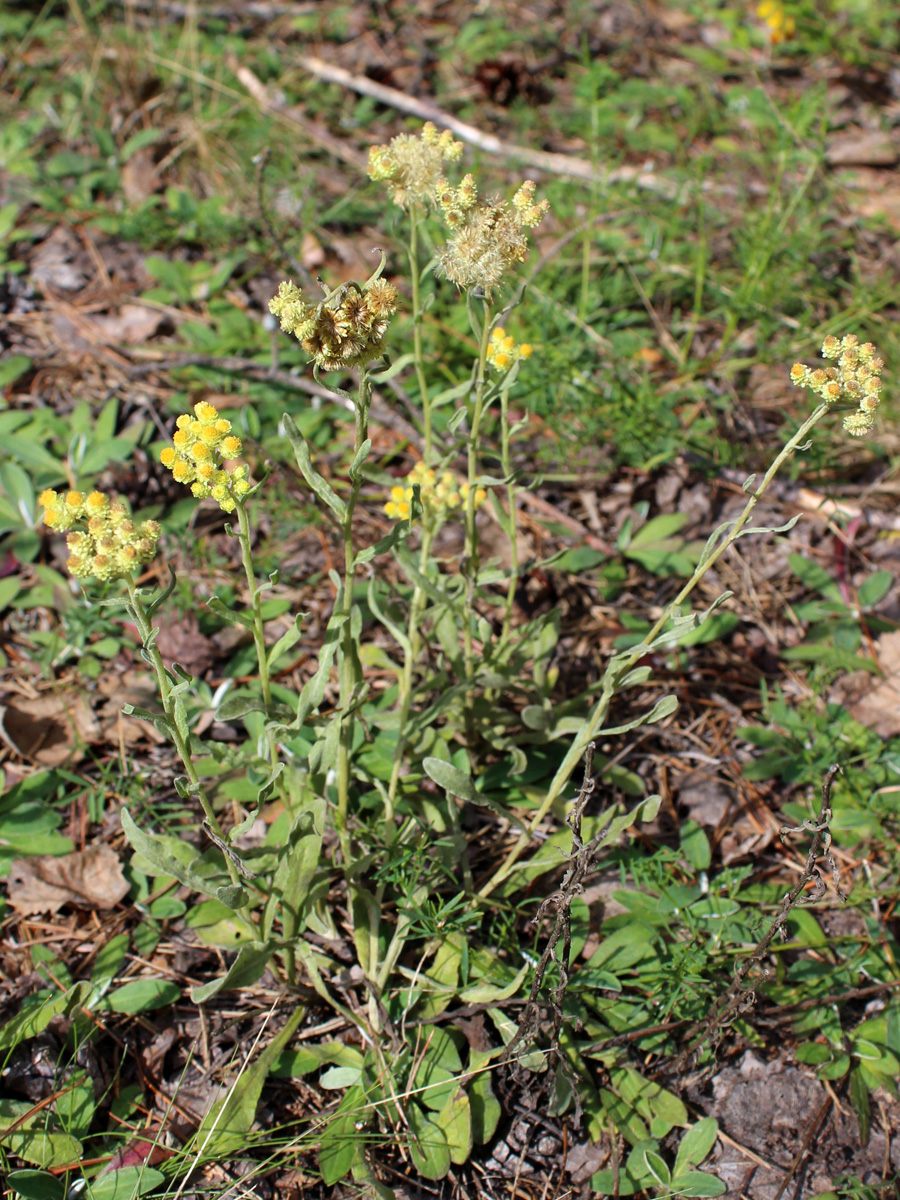 Изображение особи Helichrysum arenarium.