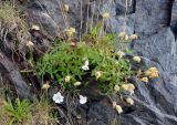 Oberna uniflora. Цветущее растение. Исландия, полуостров Снайфедльснес, прибрежные скалы. 08.08.2016.
