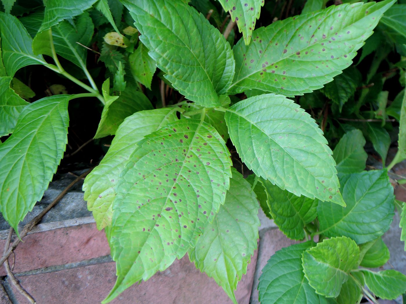 Image of Hydrangea macrophylla specimen.