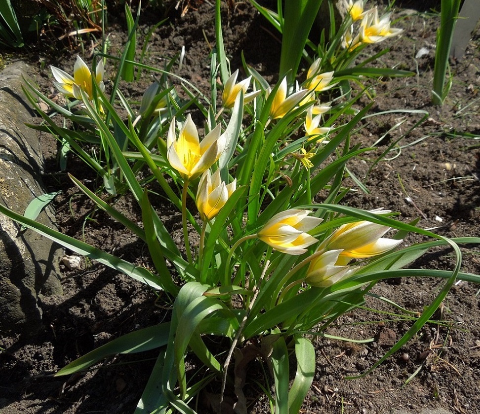 Изображение особи Tulipa tarda.