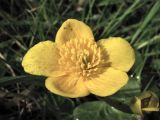 Caltha palustris. Цветок. Нидерланды, провинция Дренте, национальный парк Drentsche Aa, пойменный луг. 6 апреля 2007 г.